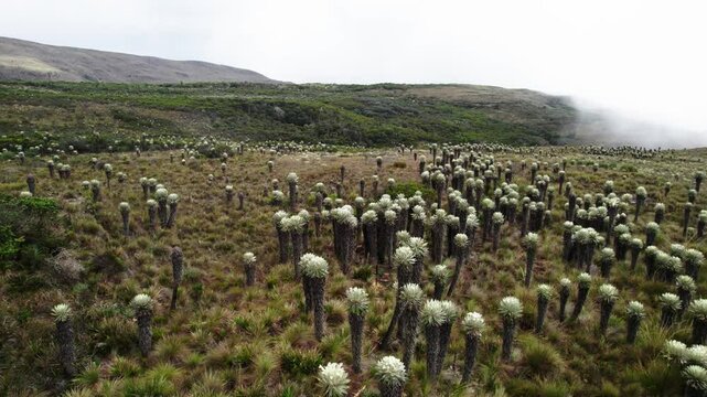 Low angle shot of Espeletia Frailejones plants on field with hills at background. Drone view.