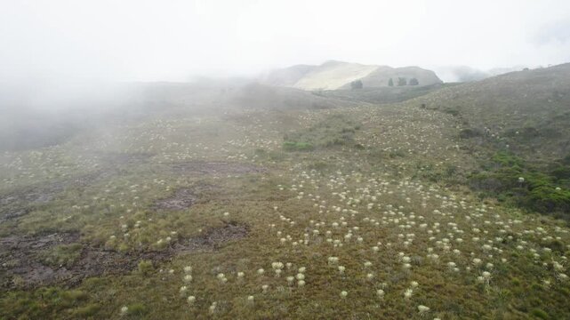 View of Espeletia Frailejones plants on hills covered with clouds. Drone shot.