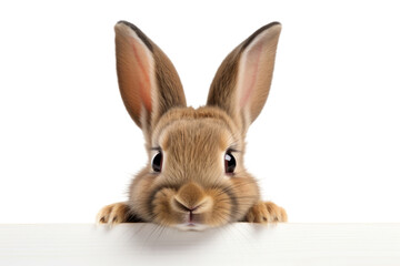 Obraz premium PNG Rabbit animal mammal rodent.