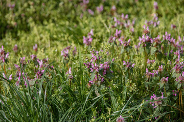 Wild nettle blooming in the forest, Lamium purpureum. Spring purple flowers with leaves in close-up. Purple nettle (Lamium purpureum) blooms in the wild. Red nettle, purple nettle.