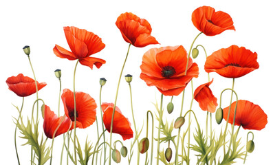 Obraz premium PNG Red poppies flower poppy plant.