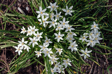 The flower of the ornithogalum umbelliferum is the blooming star of Bethlehem in the forest. Close-up of white flowers on a blurred green background. White flowers and green leaves of the Star of Beth