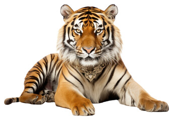 Naklejka premium PNG Tiger wildlife animal mammal.