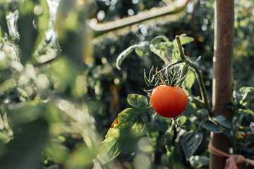 Concept of gardening. Bushes with red tomatoes in the ground soil on a sunny day. Growing...