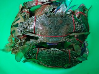 The photo of the crab tied with rubber is still fresh and alive. 