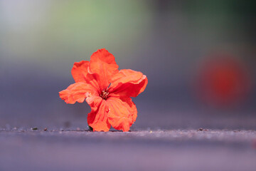 Fallen red hibiscus flower on the road. Template for postcard, banner, poster. Copy space.