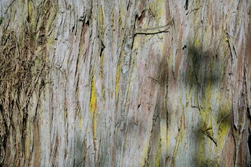 old tree bark texture closeup