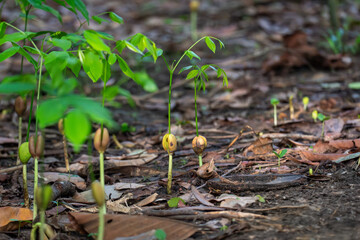 Germination of Tree Seeds in Tropical Forests During Early Rainy Season