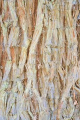 old tree bark texture closeup