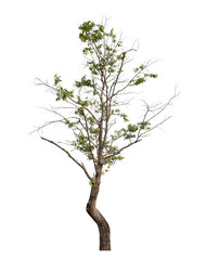 Obraz premium Green tree isolated on transparent background with clipping path and alpha channel.