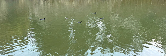 ducks on a river full of ripples