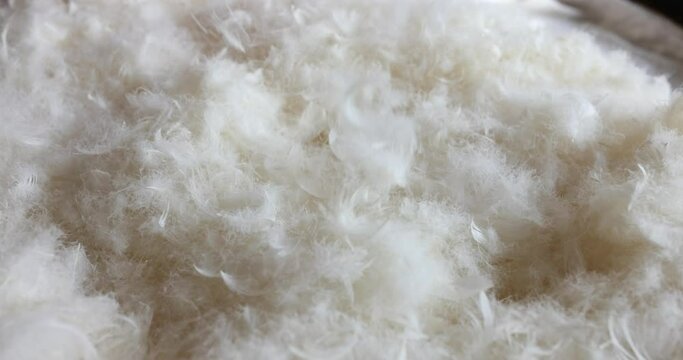 Feather meticulously inspected and chosen for superior softness