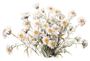 PNG Pearly Everlasting blossom flower plant.