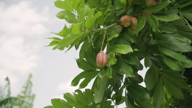 Ripe and organic ackee exotic brown tropical fruits on tree organic and nutritional island food