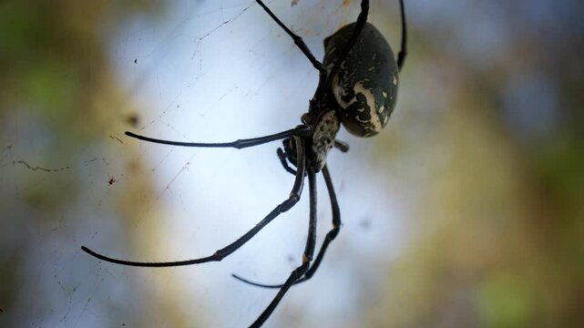 Nephila Pilipes Spider In Tropical Rain Forest - Close Up Shot