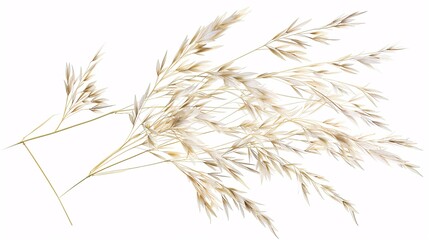 A high-quality, cutout image of Nassella tenuissima, showing a single set with its characteristic thin, flowing blades and light, feather-like seed heads; the plant is perfectly isolated and