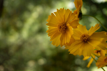 Buds of yellow flowers close up. Coreopsis grandiflora