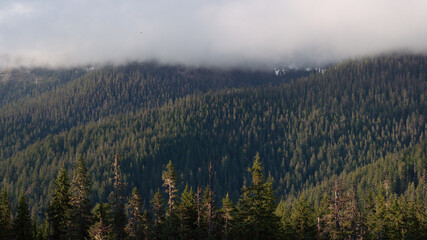 Misty Morning Over Forested Mountain Slope