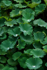 lotus leaves