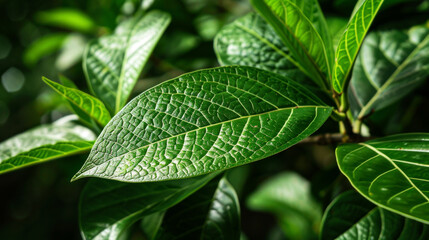 Obraz premium capture leaf of tree