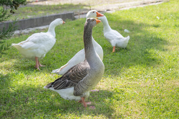 Naklejka premium oies blanche et colorées en liberté dans un jardin 