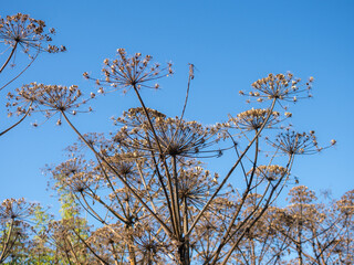 dry hogweed against the sky