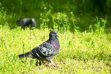 Pigeons on green grass outdoors