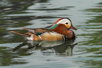 An adult male mandarin duck (Aix galericulata) swims in the water