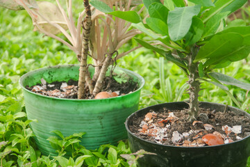Egg shells and plants, the benefits of calcium from egg shells are good for plant fertility
