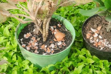 Egg shells and plants, the benefits of calcium from egg shells are good for plant fertility