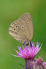 Vertical closeup on a brown Ringlet butterfly, Aphantopus hyperantus drinking nectar form a purple thistle flower in the Austrian alps