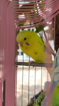 Meet the colorful and chatty parrots in the local pet store