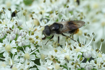 Closeup on a fluffy Bumblebee Blacklet hoverfly, Cheilosia illustrata on a white flower in gthe Austrian alps