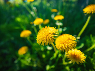 yellow dandelion flower