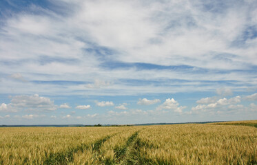 wheat field under blue sky. beautiful landscape with wheat field and blue sky with white clouds