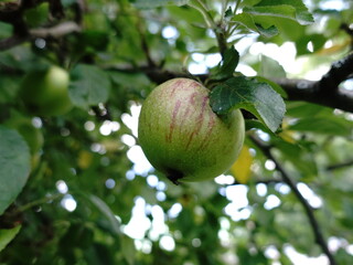 Apfel Apfelbaum reife Frucht 