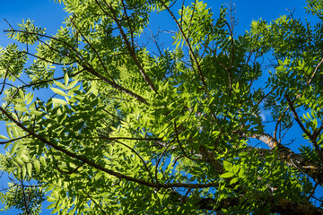 View into the treetop of a European ash (Fraxinus excelsior) against blue sky in France