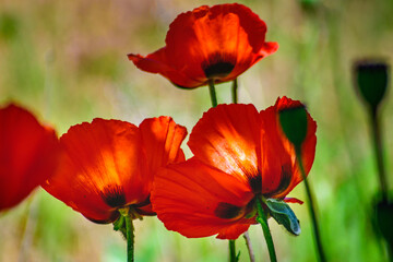 Obraz premium Light within