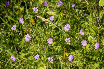 Fototapeta premium A field of Pyrenean geraniums (Geranium pyrenaicum). It is a flowering plant that grows naturally in fields and forests. A honey-producing plant that is often used in organic gardens and permaculture