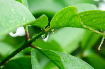 Natural textured tropical green foliage background