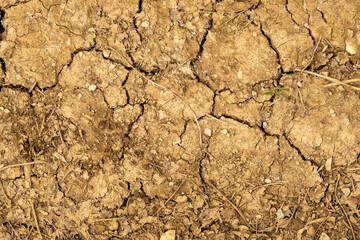 A small plant growing on the parched, dry, cracked ground. The concept of climate change and drought