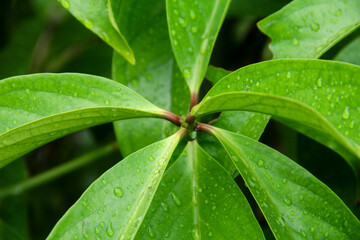 Natural textured tropical green foliage background