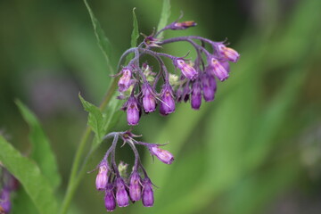 Symphytum Officinale flowering herb, purple common comfrey.