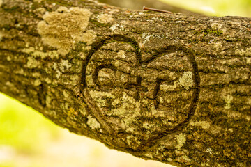 Love heart. Heart with initial letters of names carved into the branch of a linden tree