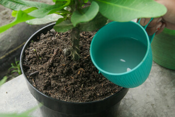 Watering the plants with white rice washing water has many benefits for plants, including leaf growth