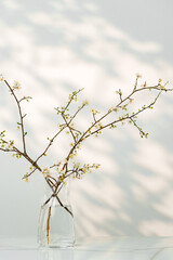 Blooming spring branches with flowers and its shadow on white background