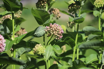 Asclepias syriaca. Green flower buds of a common milkweed.