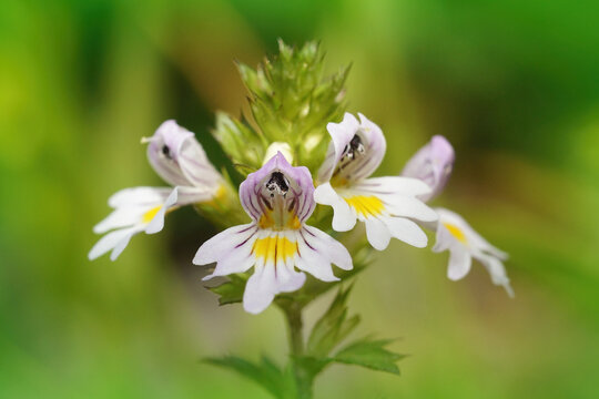 Closeup on the small, fragile looking eyebright wildflower, Euphrasia officinalis in the Austrian alps