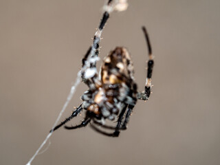 Close-up a Common Web Spider