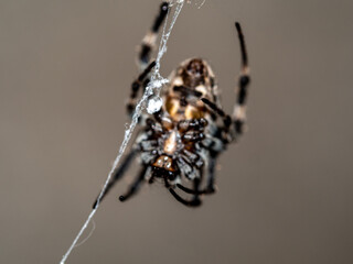 Close-up a Common Web Spider